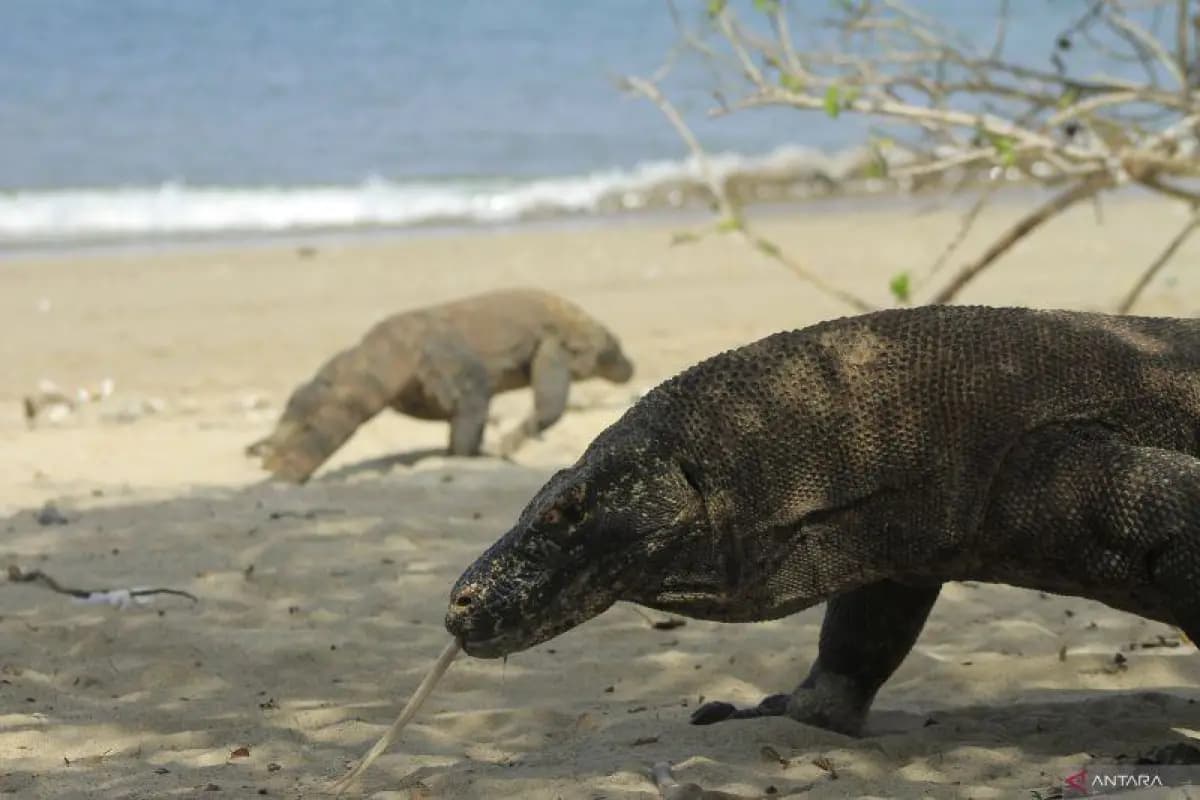 BTN Komodo Terapkan Sistem Kuota, Wisatawan Diimbau Eksplorasi Destinasi Alternatif